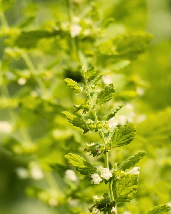 Mélisse Olmari Sérénité