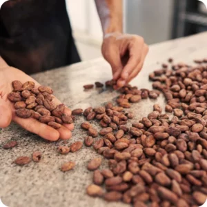 Artisanat chocolat Olmari